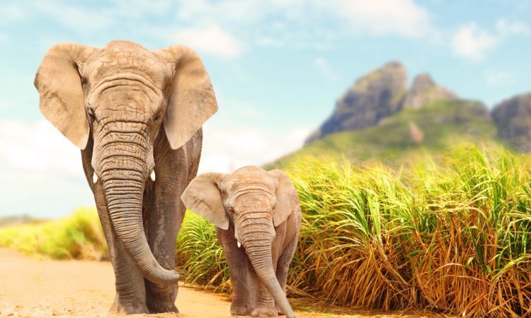Love, Ellison photo of a mother and daughter African Elephant in the wild. 